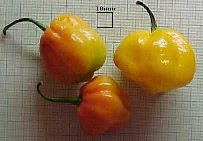 Scotch Bonnet Orange