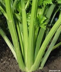 Bladselleri