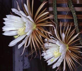 Nattens Dronning -  Selenicereus grandiflorus