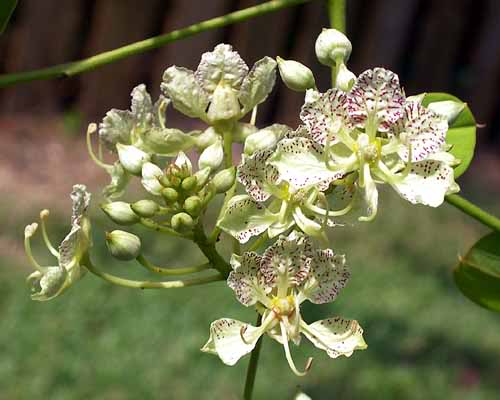 Orkide Træ – Hvid - Bauhinia semla (roxburgii)