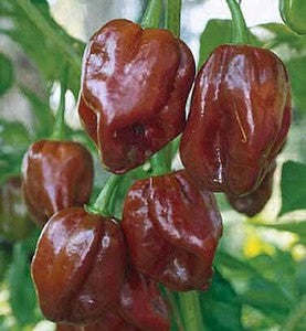 Senegal Brown Habanero - C. chinense
