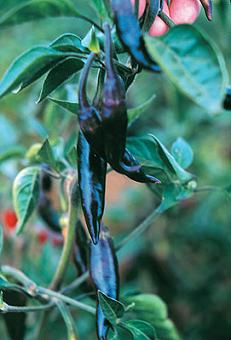 Serrano Purple - C. annuum