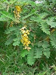 Egyptisk Flodhemp - Sesbania sesban