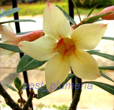Ørkenrose - Adenium 'Silk of Yellow'