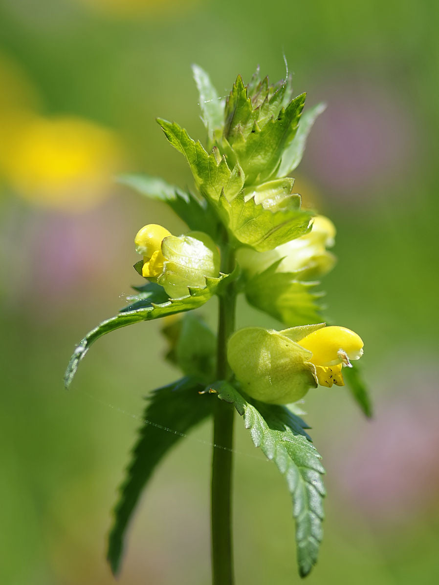 Liden Skjaller - Rhinanthus minor
