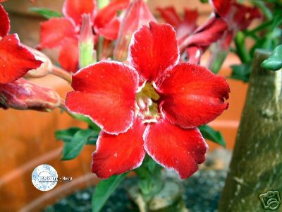 Ørkenrose - Adenium 'Small Red Plum'