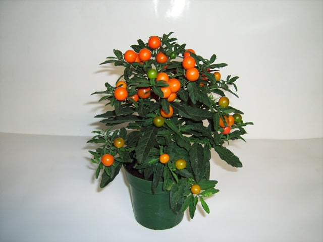 Jerusalem Koralbær - Solanum pseudocapsicum