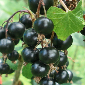 Jostabeer - Solstik - Plante