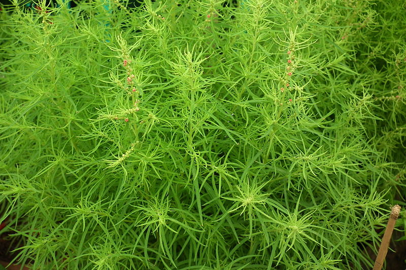 Sommercypress - Bassia scoparia