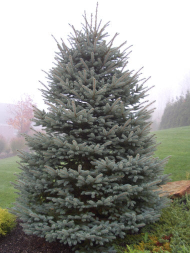 Colorado Blue Spruce - Picea pungens glauca Kaibab - 100 frø