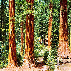 Rødtræ - Sequoia sempervirens