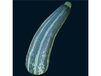 Squash - Striata D'Italia