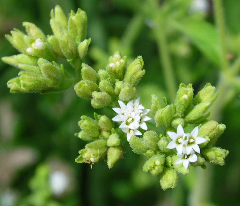Sukkerplante - Stevia rebaudiana - PLANTE!