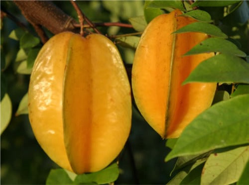 Stjernefrugt eller Carambole - Averrhoa carambola