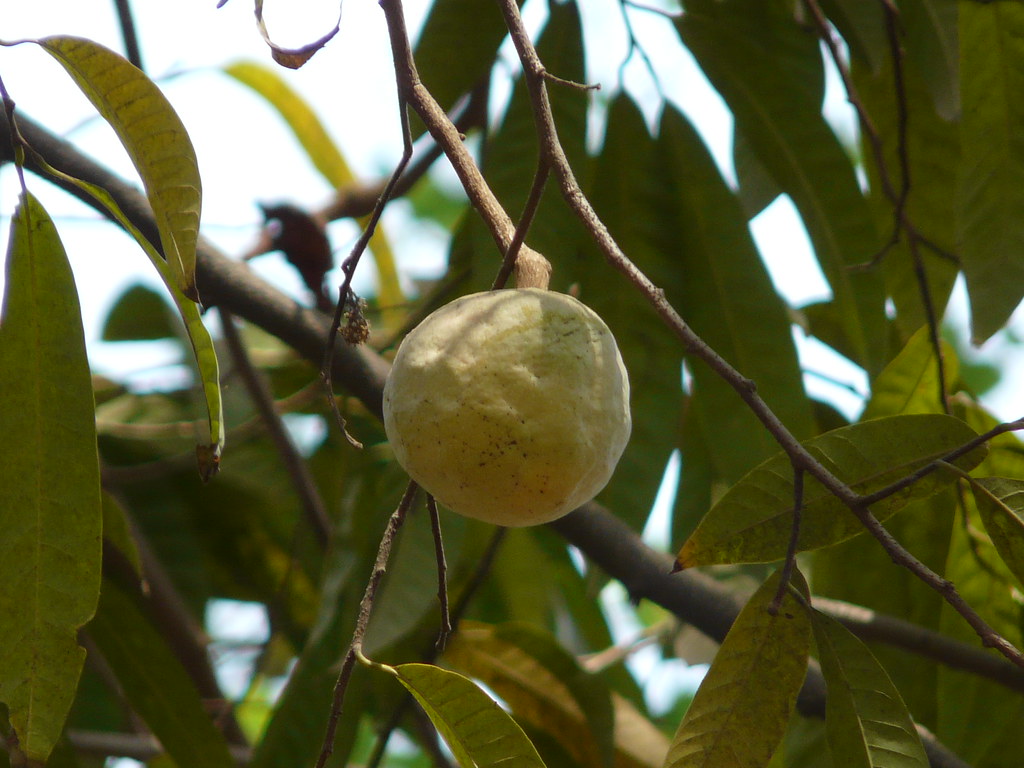 Sukkeræble - Annona Reticulata