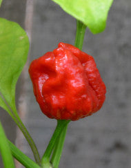 Trinidad Scorpion Sunrise - Plante