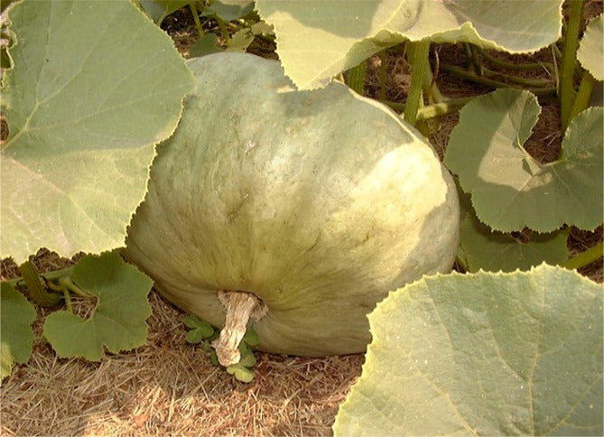 Squash - Sweet Meat