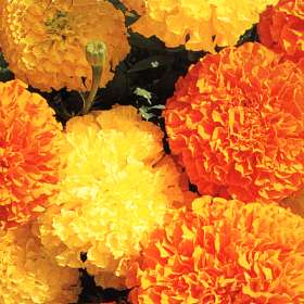 Afrikansk tagetes - Tagetes erecta- Mix