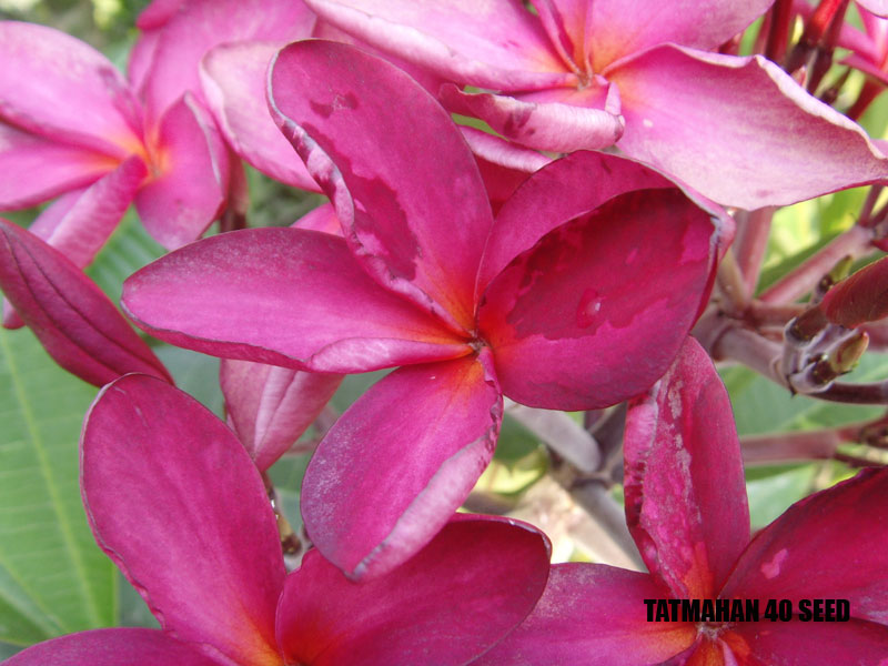 Plumeria - Tatmaham