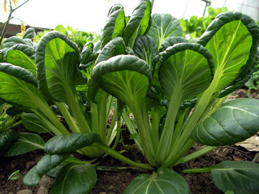 Tatsoi - Brassica rapa var. rosularis