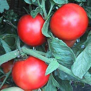 Caribe - Tomat