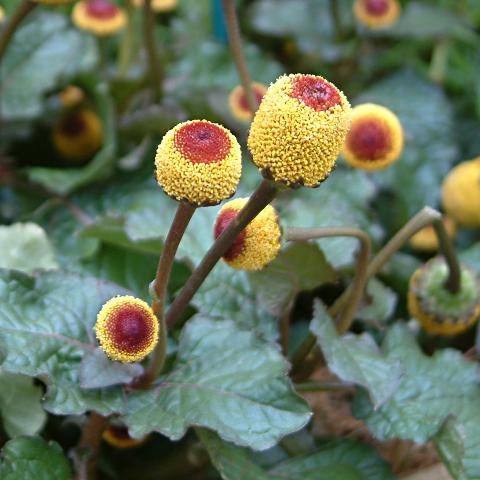 Tooth-ache Plant - Spilanthes oleracea