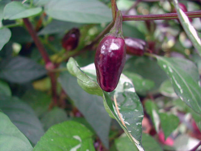Trifetti - C.annuum