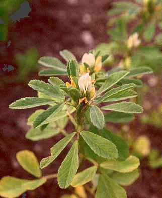 Ægte Bukkehorn - Fenugreek