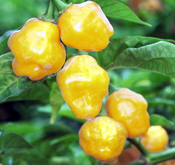 Trinidad Perfume - C. chinense