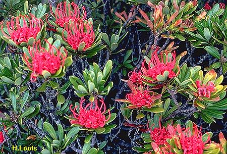Tasmansk Waratah - Telopea truncata