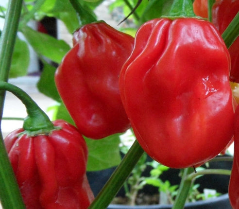 Senegal Red Habanero - C.chinense