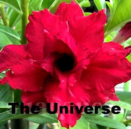 Ørkenrose - Adenium 'Universe'