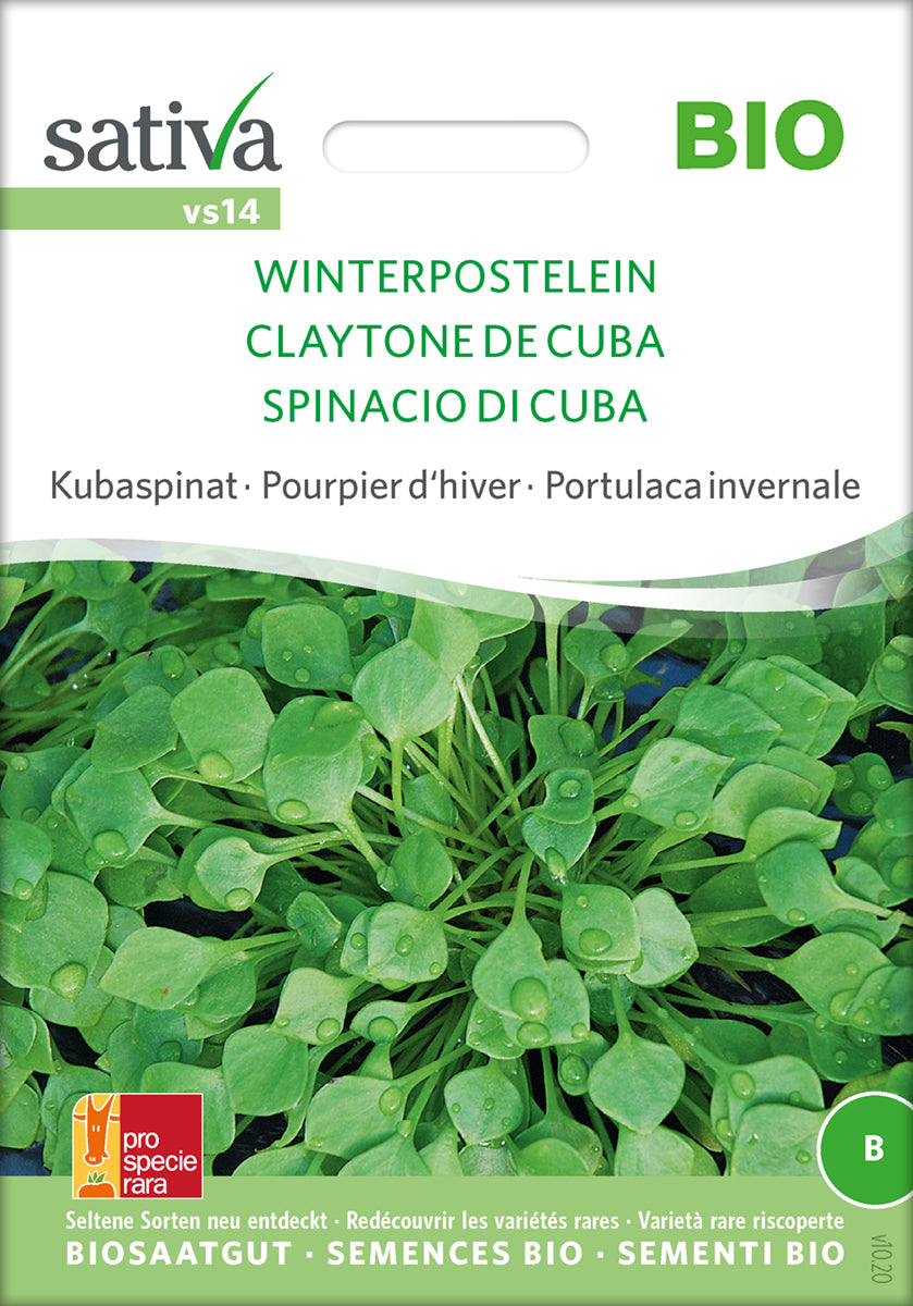 Salat - Winter Purslane - ØKO