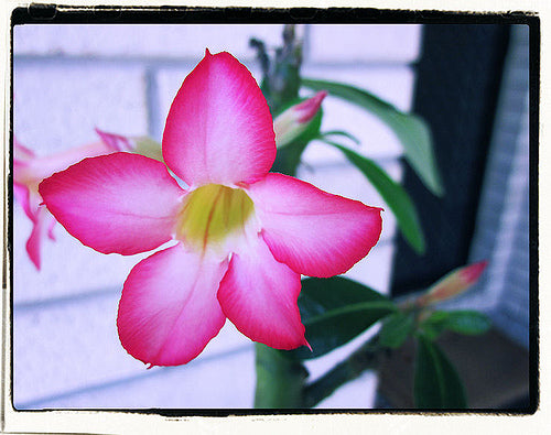 Ørkenrose - Adenium 'Wonderful star'