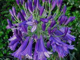 Afrikansk Lilje Wavy Navy - Agapanthus Hybrid