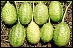 West indian Gherkin
