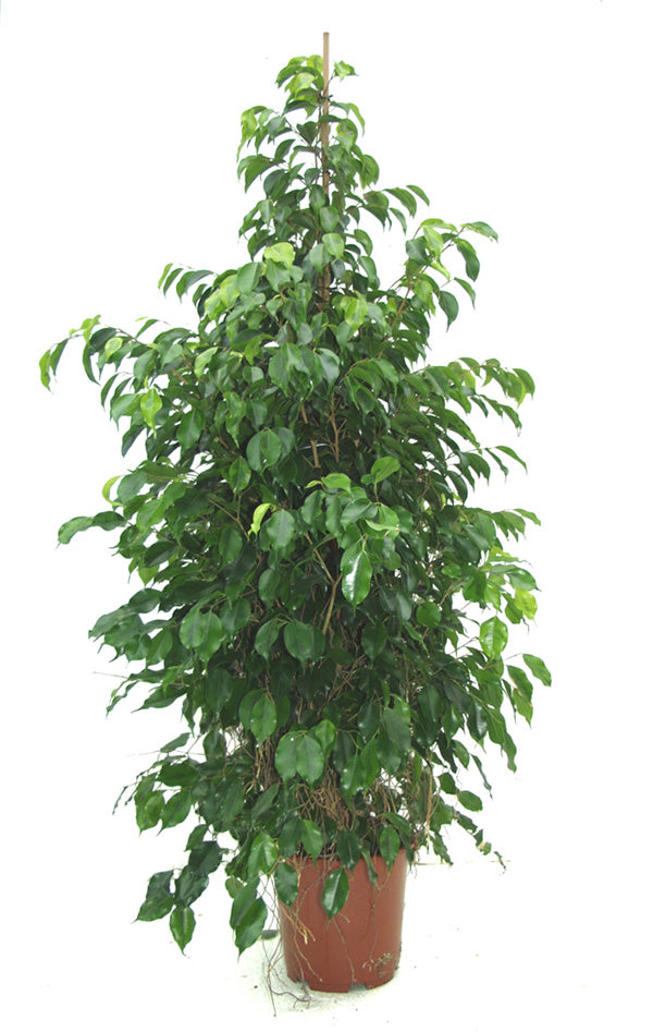 Grædefigen - Ficus benjamina