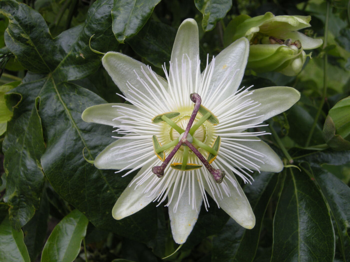 Passiflora 'White Lightening' - plante