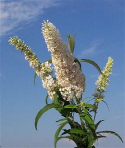 Sommerfuglebusk - White Profusion