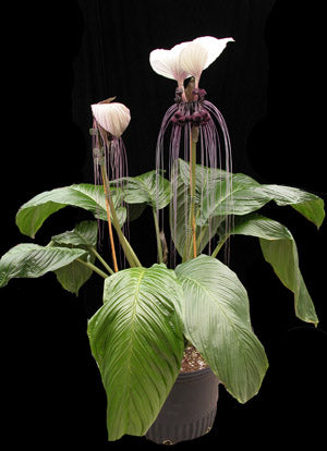Flagermuselilje Hvid/Lilla - Tacca Integrifolia
