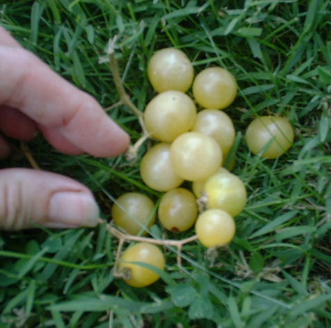 White currant