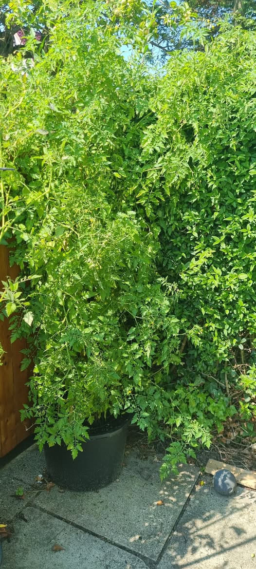 Vildtomat - Wild tomate Gelbe Orange