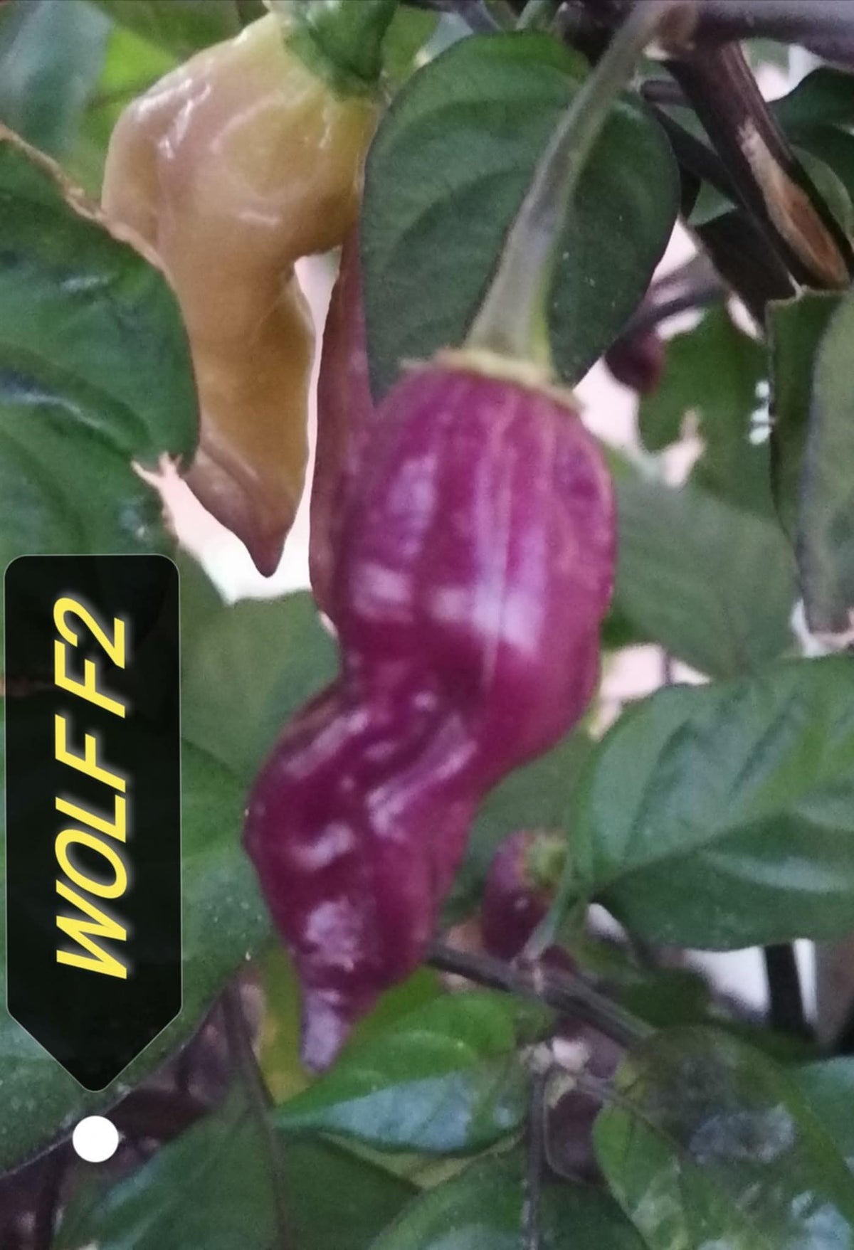 Wolf Red -  C.Chinense