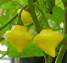 Yellow Bumpy - C. chinense