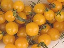 Yellow marble - Tomat
