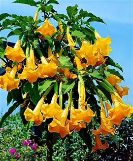 Engletrompet - Brugmansia sanguinea 'Aurea' - Gul