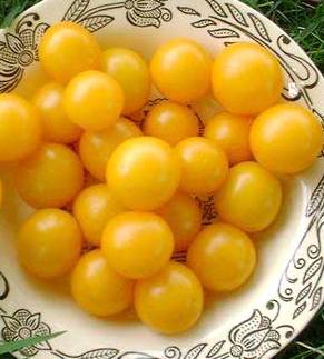 Hartmans yellow gooseberry - Tomat