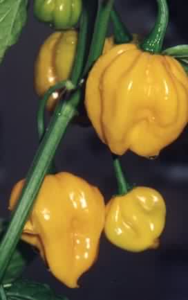 Scotch Bonnet - Yellow - C. chinense