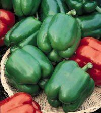 Yolo Wonder - Capsicum Annuum