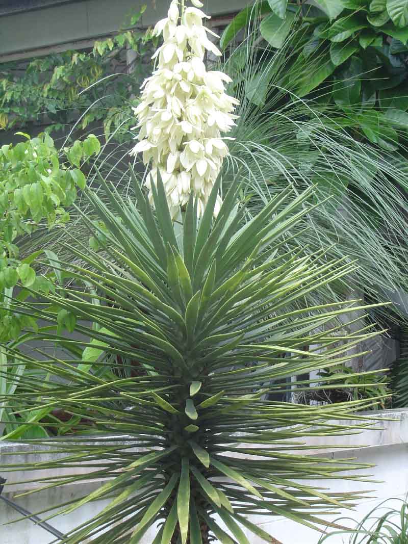 Spansk Bajonet - Yucca aloifolia